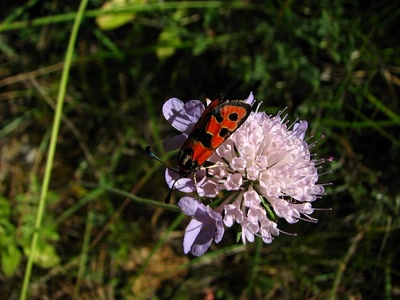 Résultat de recherche: Zygaene