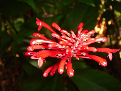 Œuvre de toe: comme une explosion