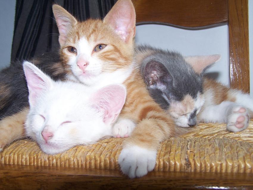 les 3 chatons réunis