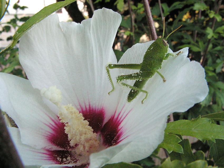 Un criquet poudré et repu