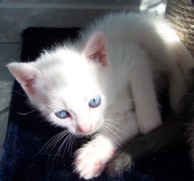 Résultat de recherche: Bébé aux yeux bleus