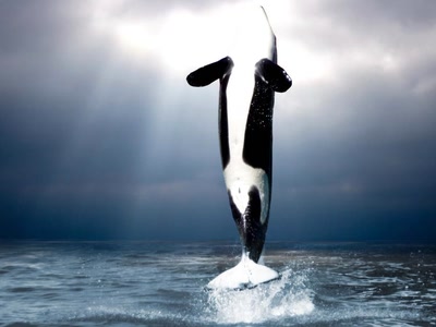 Œuvre de angel18_92: Orque