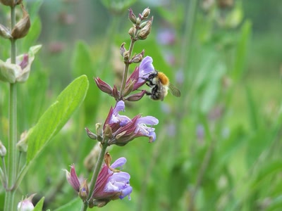 Œuvre de graphia: fleur sauvage