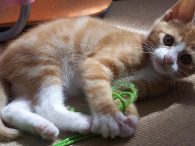 Œuvre de graphia: Un des chatons