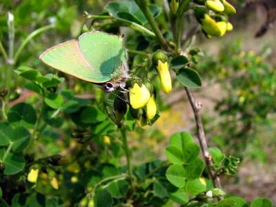 Œuvre de louloup: Tecle de la ronce