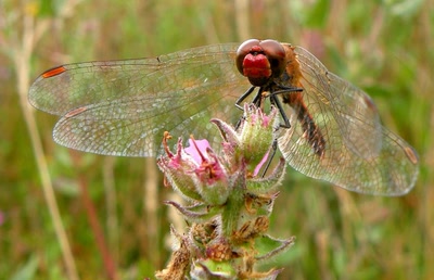Résultat de recherche: Libellule