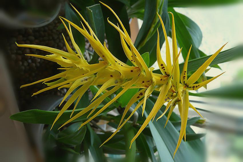 L'orchidée-araignée