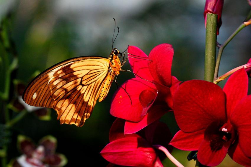 Jardin des papillons 2
