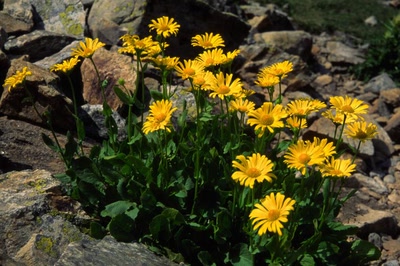 Œuvre de danque: Doronique