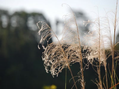 Œuvre de toe: cheveux au vent