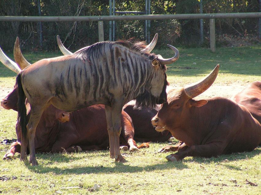 Amitié interraciale