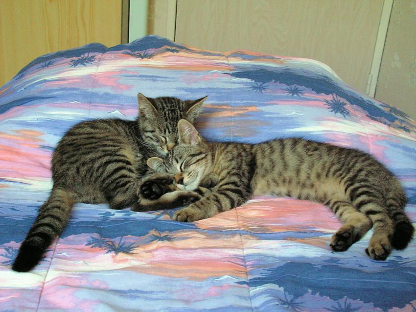 Un bon somme à deux