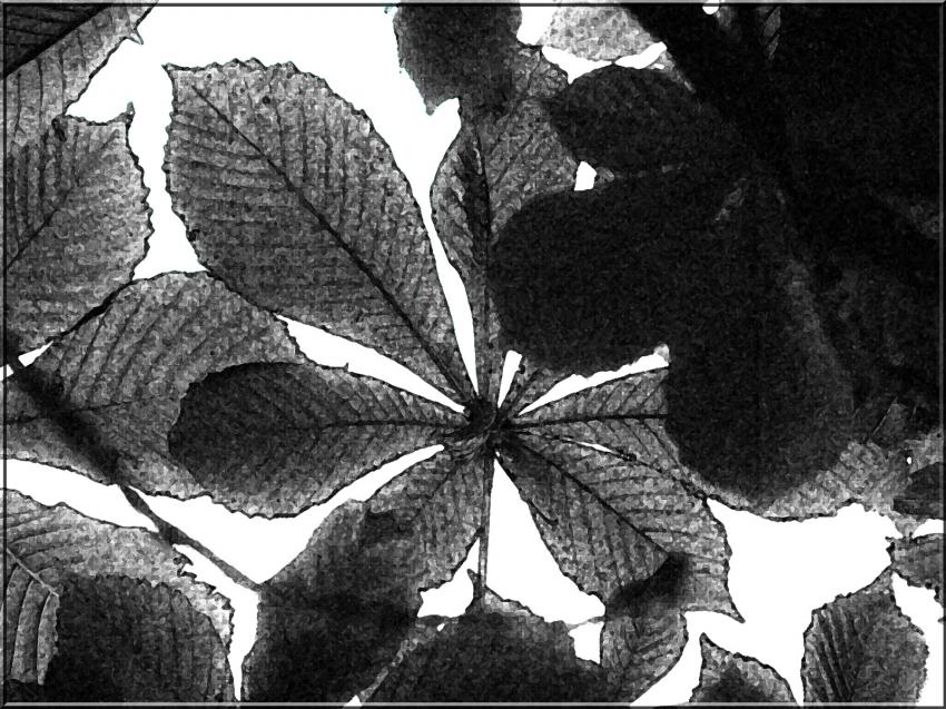 Feuilles de châtaignier