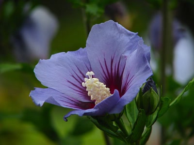 Œuvre de Alle: Fleurs bleue