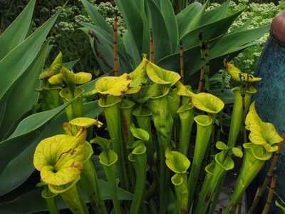 Œuvre de Alle: Fleurs carnivores