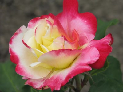 Résultat de recherche: Rose Love