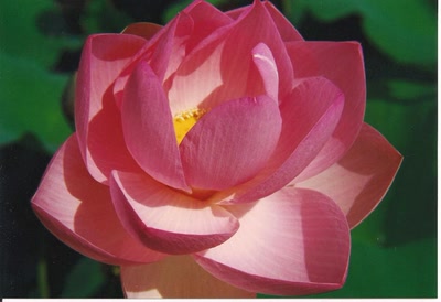 Résultat de recherche: Un superbe lotus