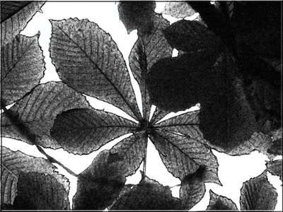 Résultat de recherche: Feuilles de châtaignier