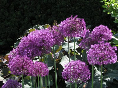 Œuvre de Alle: L'étoile de Perse