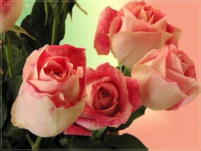 Résultat de recherche: Roses