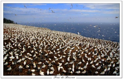 Œuvre de Chasseur de Temps: Fous de Bassan (opus2)