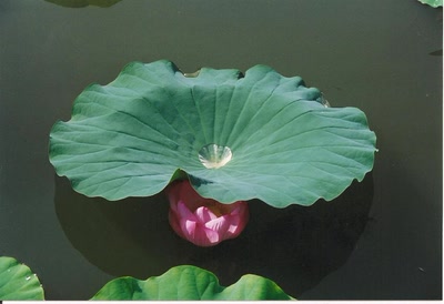 Œuvre de Ondine: Un bien joli bénitier...