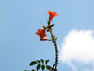 Résultat de recherche: Fleurs 28809 4