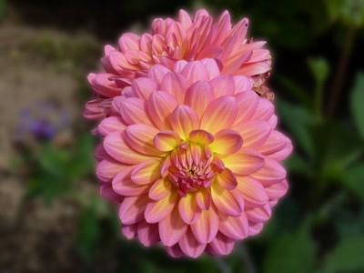 Œuvre de komotion: Dahlia de mon jardin