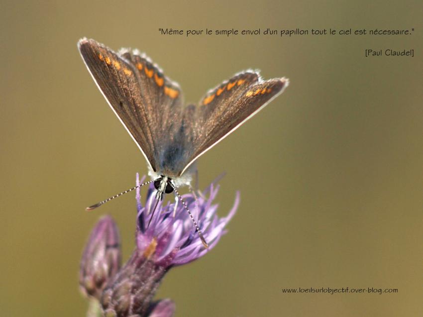 Même pour le simple envol d'un papillon tout le ci