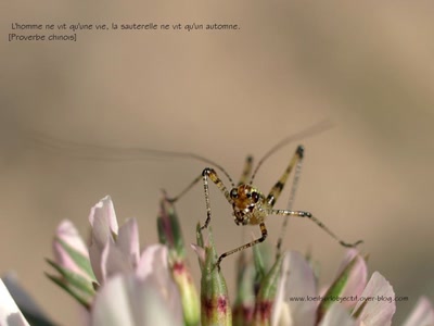 Résultat de recherche: L'homme ne vit qu'une vie, la sauterelle ne vit qu