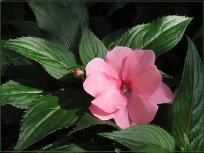 Œuvre de Zvrki: Fleur 28709