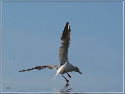 Mouette 21509