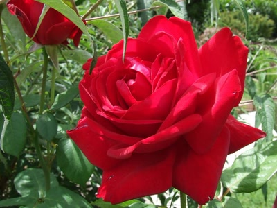 Œuvre de clau: la belle rose