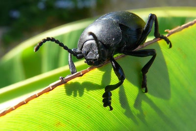 Résultat de recherche: Le monstre du bananier