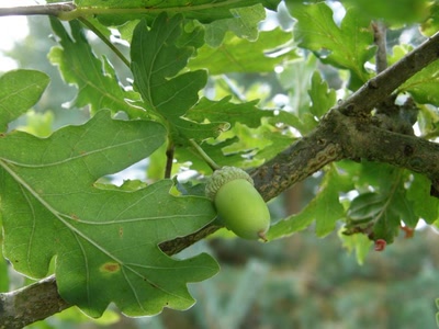 Résultat de recherche: nature