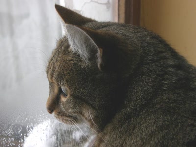 Œuvre de katcha: Ciboulette