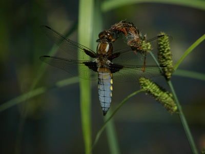 Résultat de recherche: Libellule