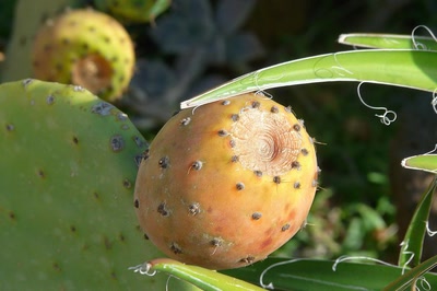 Résultat de recherche: Une figue de Barbarie