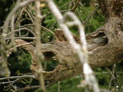Œuvre de katcha: arbre