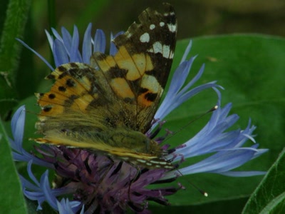 Œuvre de katcha: Papillon