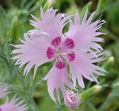 Œuvre de katcha: Fleur