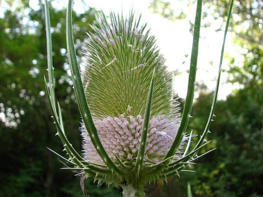 Cardére sauvage en fleur