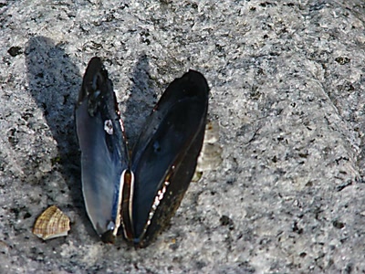 Œuvre de Alle: Papillon de mer?