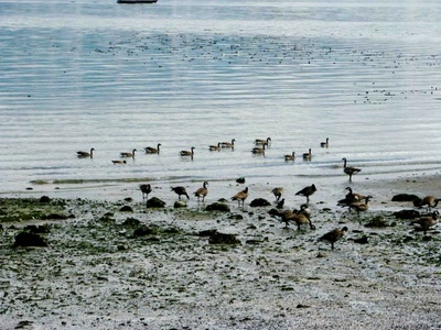 Œuvre de Alle: Bernaches au bord de la mer