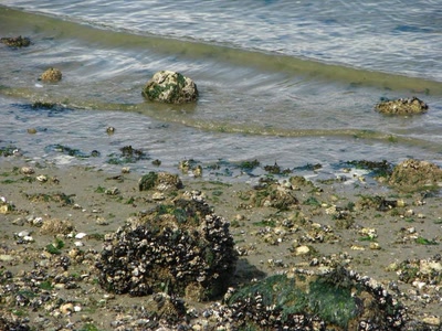 Résultat de recherche: Sur les bords de mer