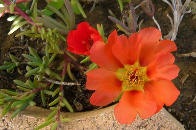 Résultat de recherche: Délicat pourpier