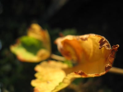 Résultat de recherche: feuille recroquevillée sur elle-même