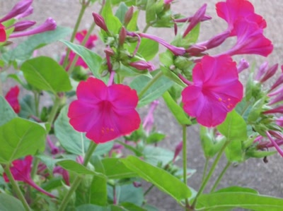 Œuvre de Magritte2: fleurs ouvertes