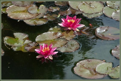 Résultat de recherche: Nénuphars.