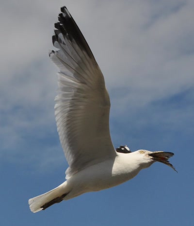 Mouette avec son poisson